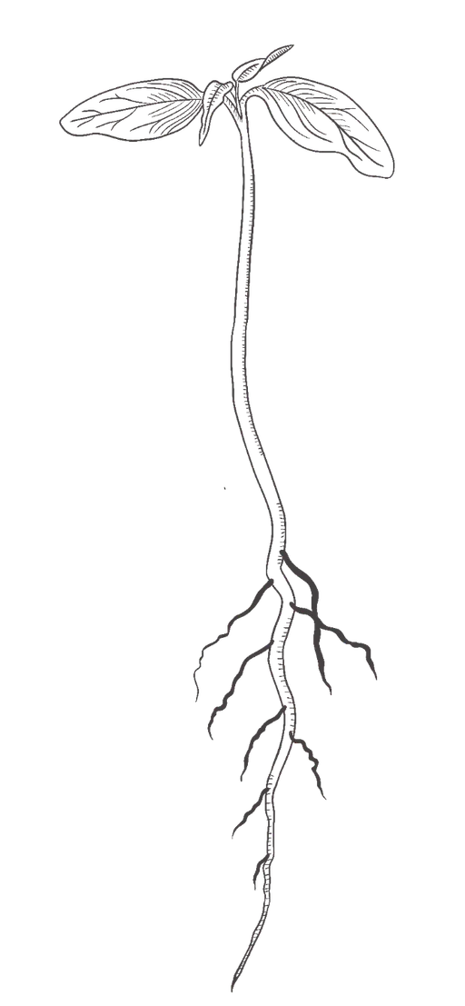 Ein Sämling im Wachstum